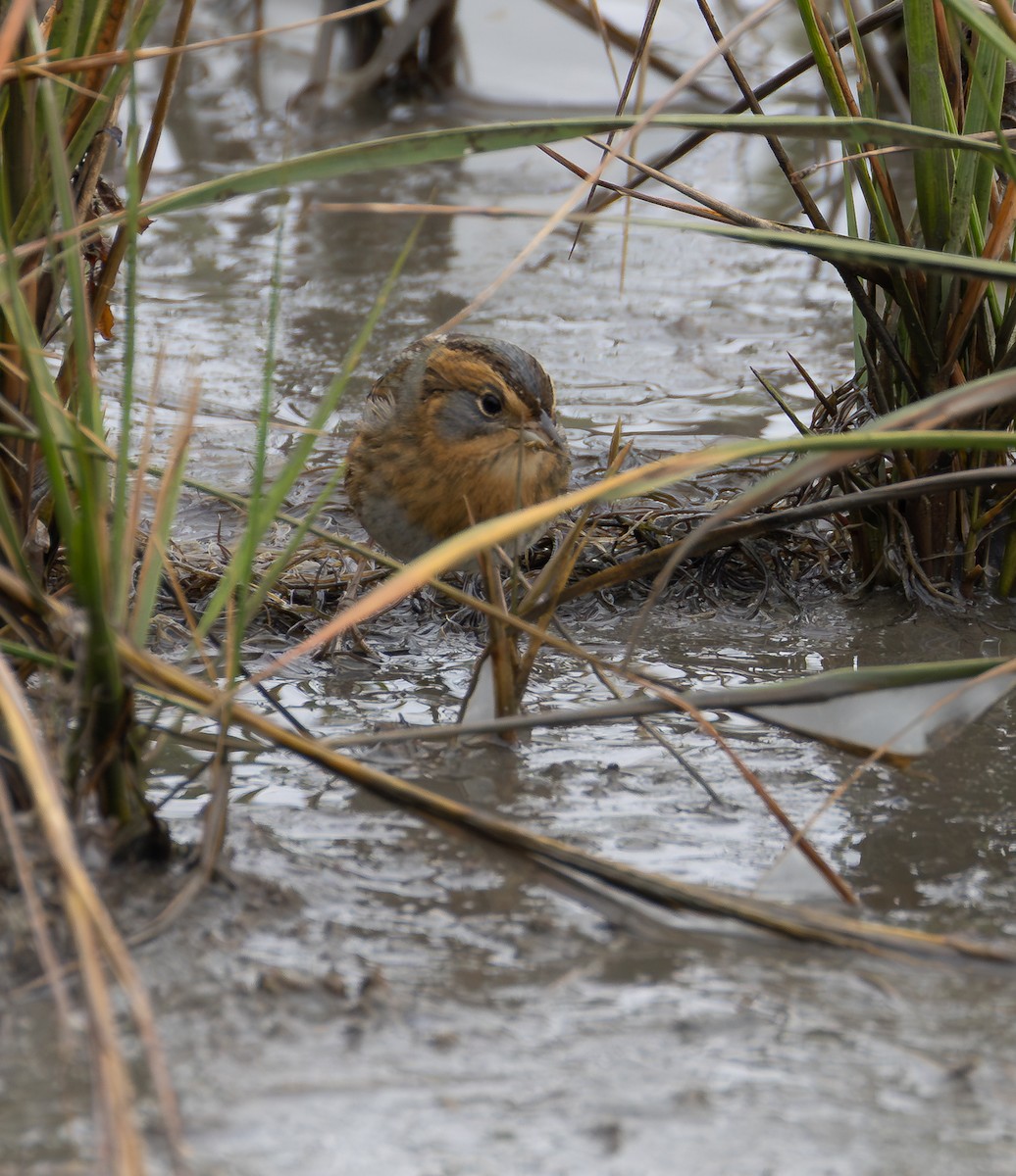 Nelson's Sparrow - ML643350912