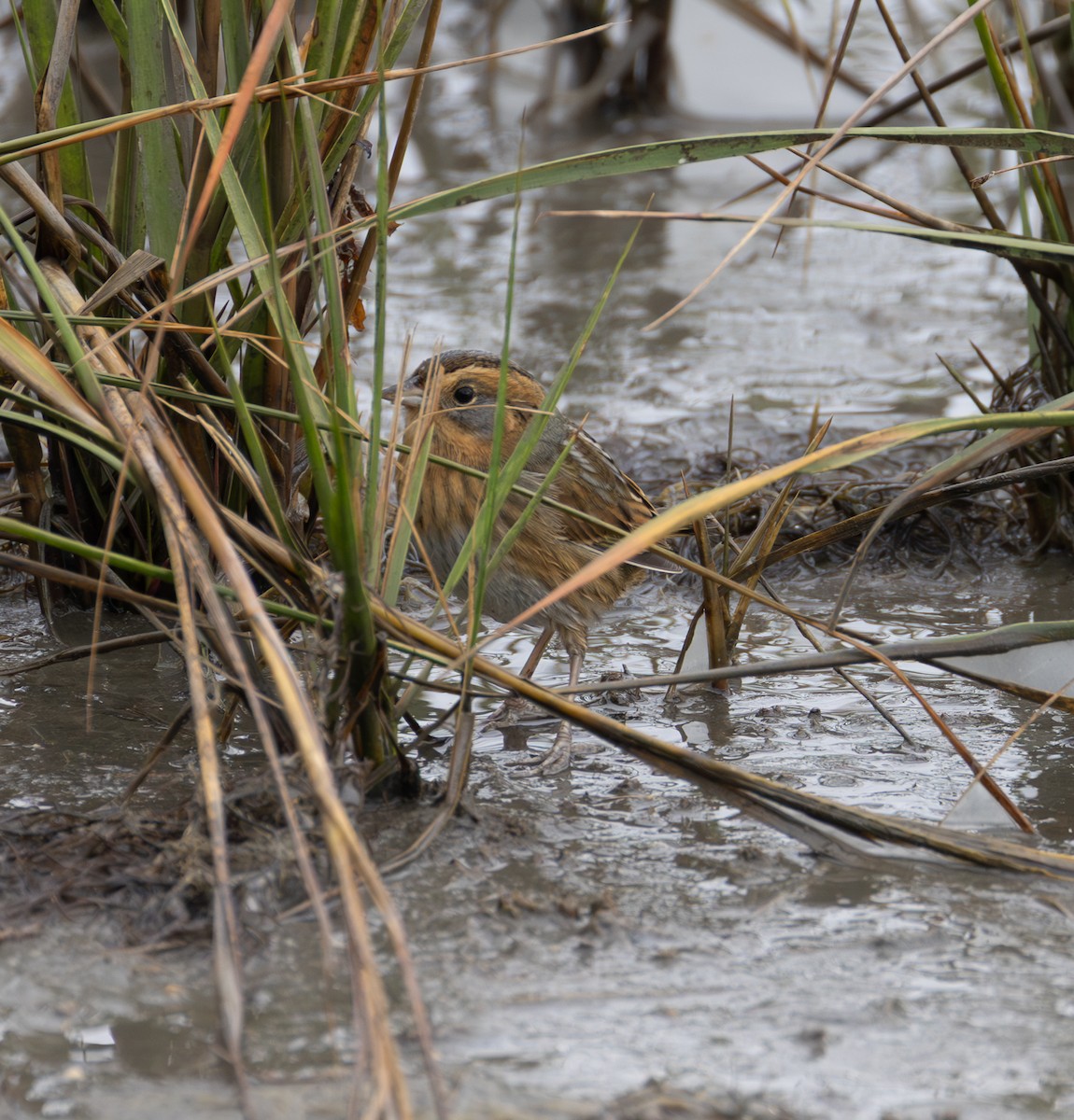 Nelson's Sparrow - ML643350913