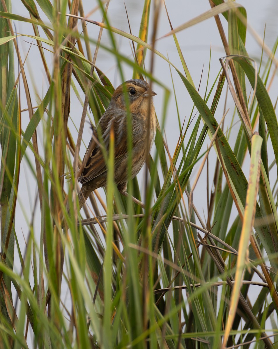 Nelson's Sparrow - ML643350914