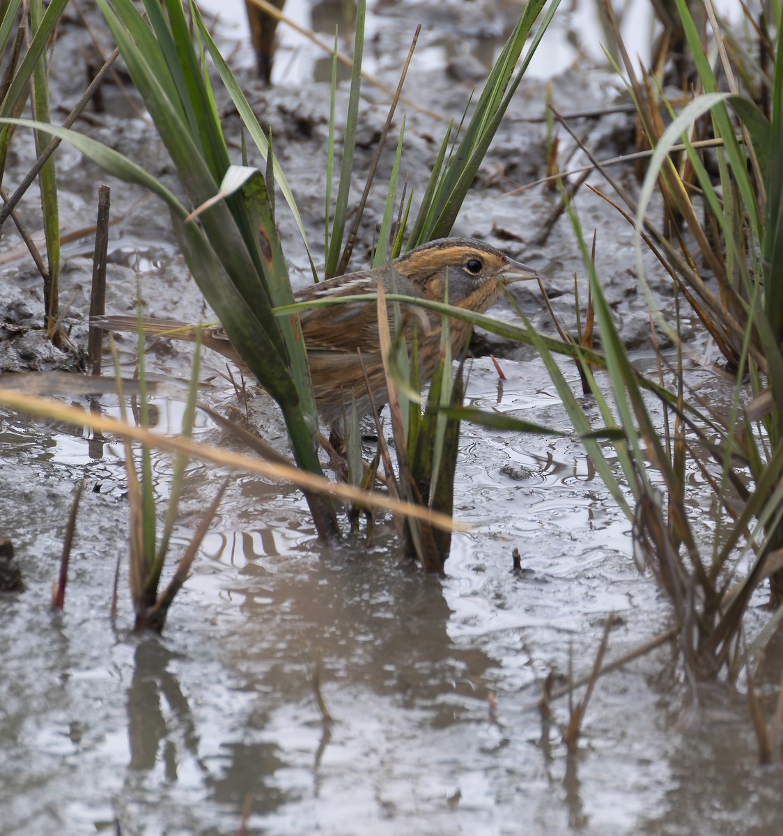 Nelson's Sparrow - ML643350915