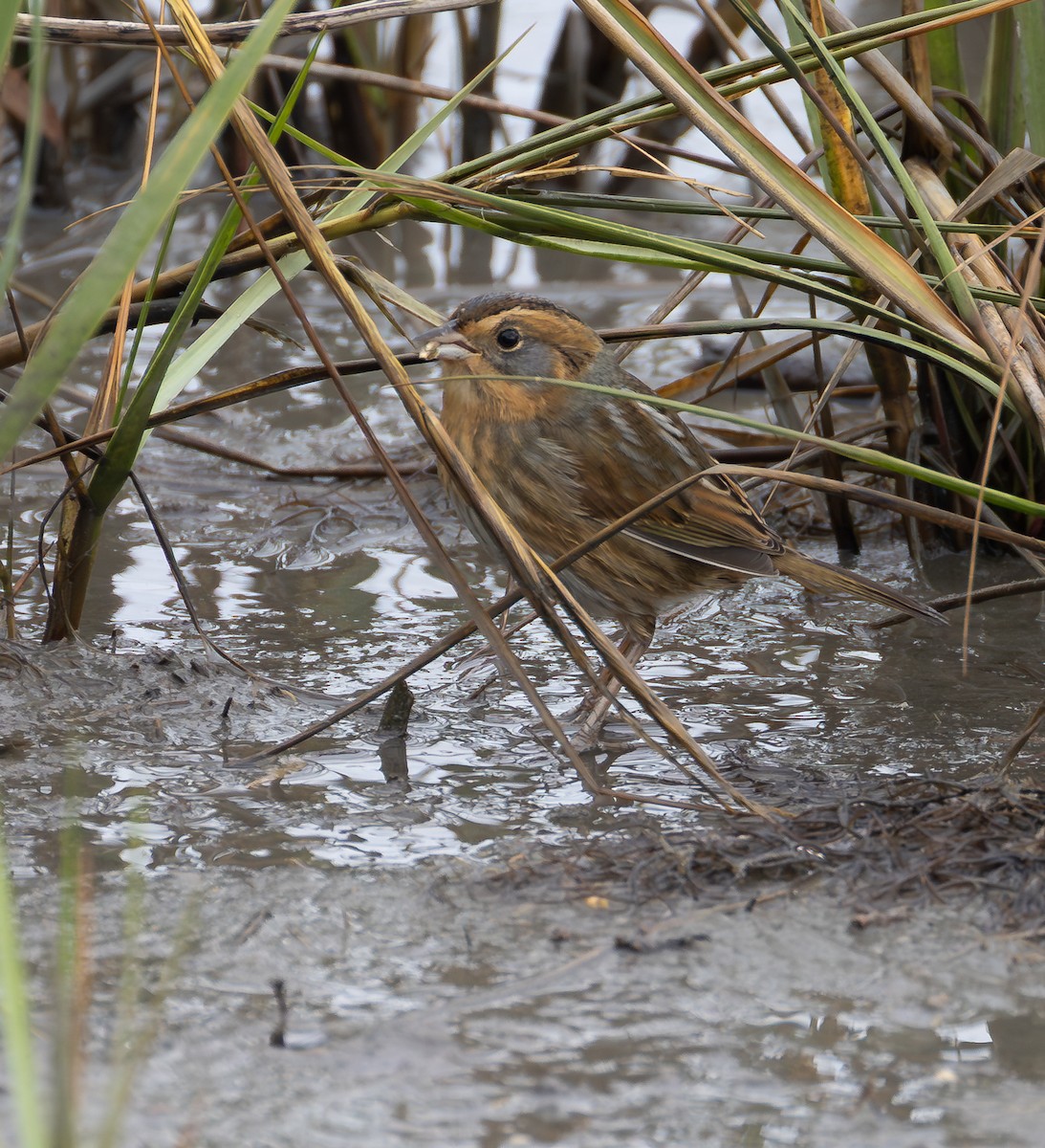 Nelson's Sparrow - ML643350918