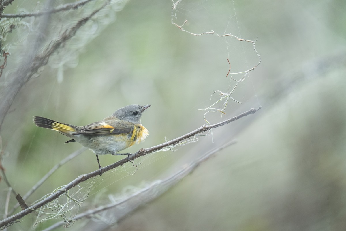 American Redstart - ML643350922
