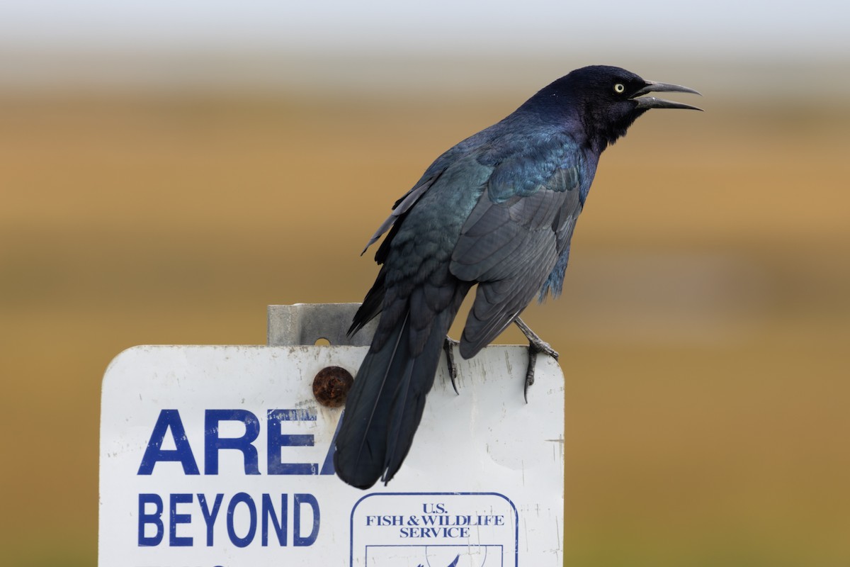 Boat-tailed Grackle - ML643350924