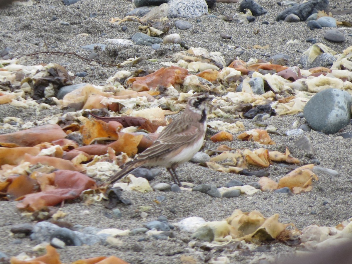 Horned Lark - ML643350925