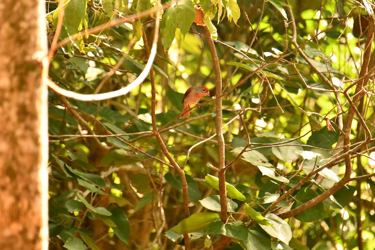 Rose-throated Tanager - ML643350932