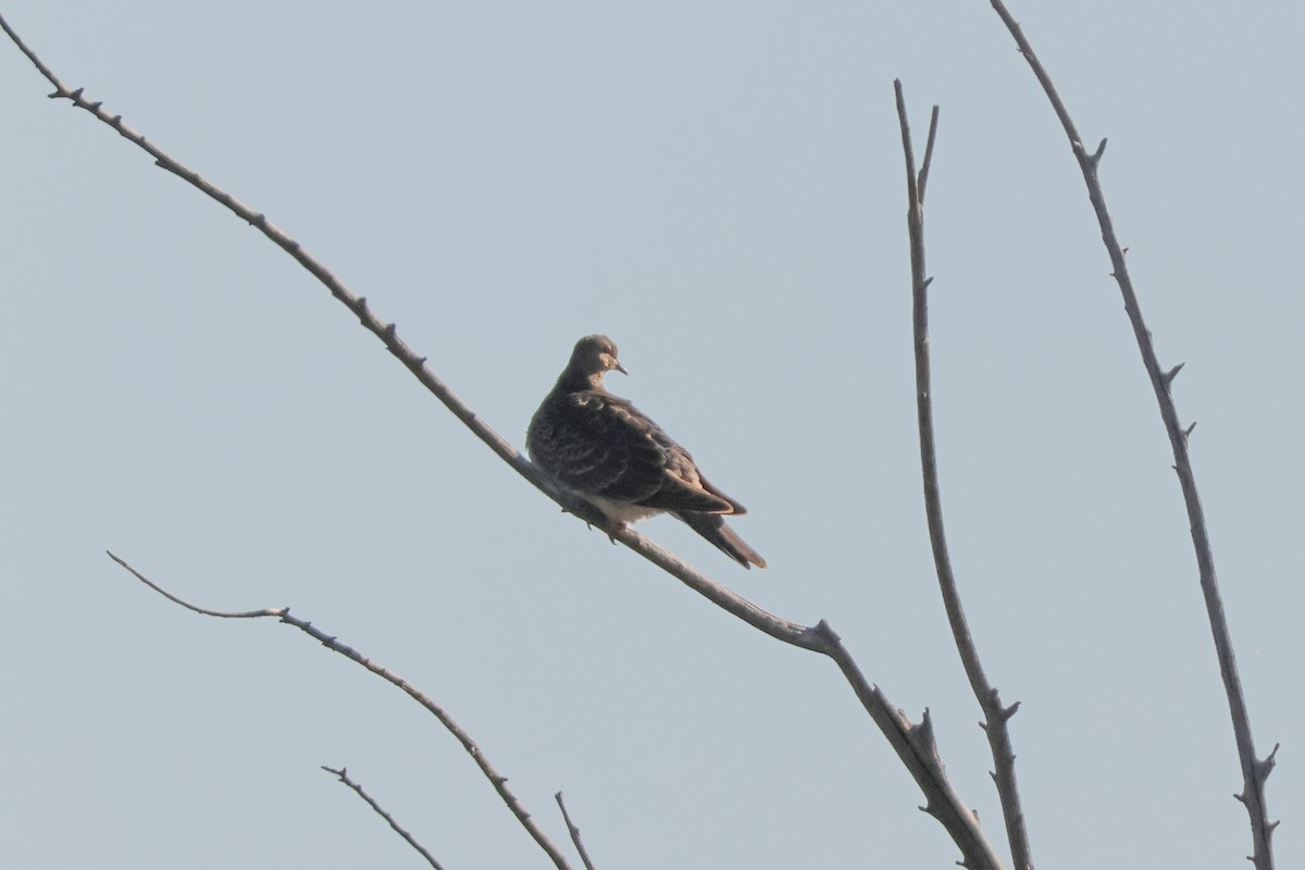 Oriental Turtle-Dove - ML643350941