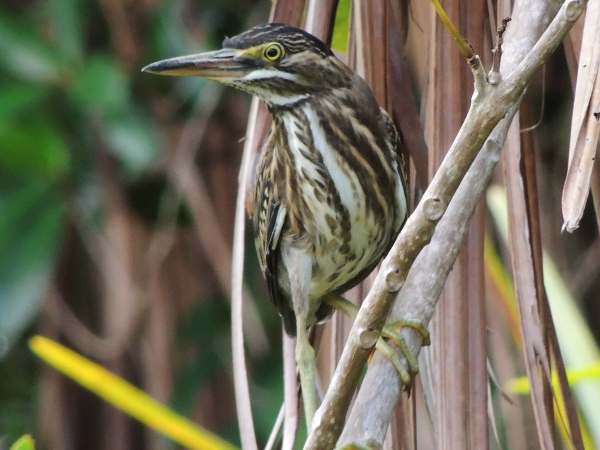 krabbehegre - ML643350947