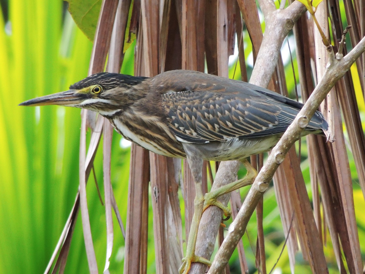 krabbehegre - ML643350948