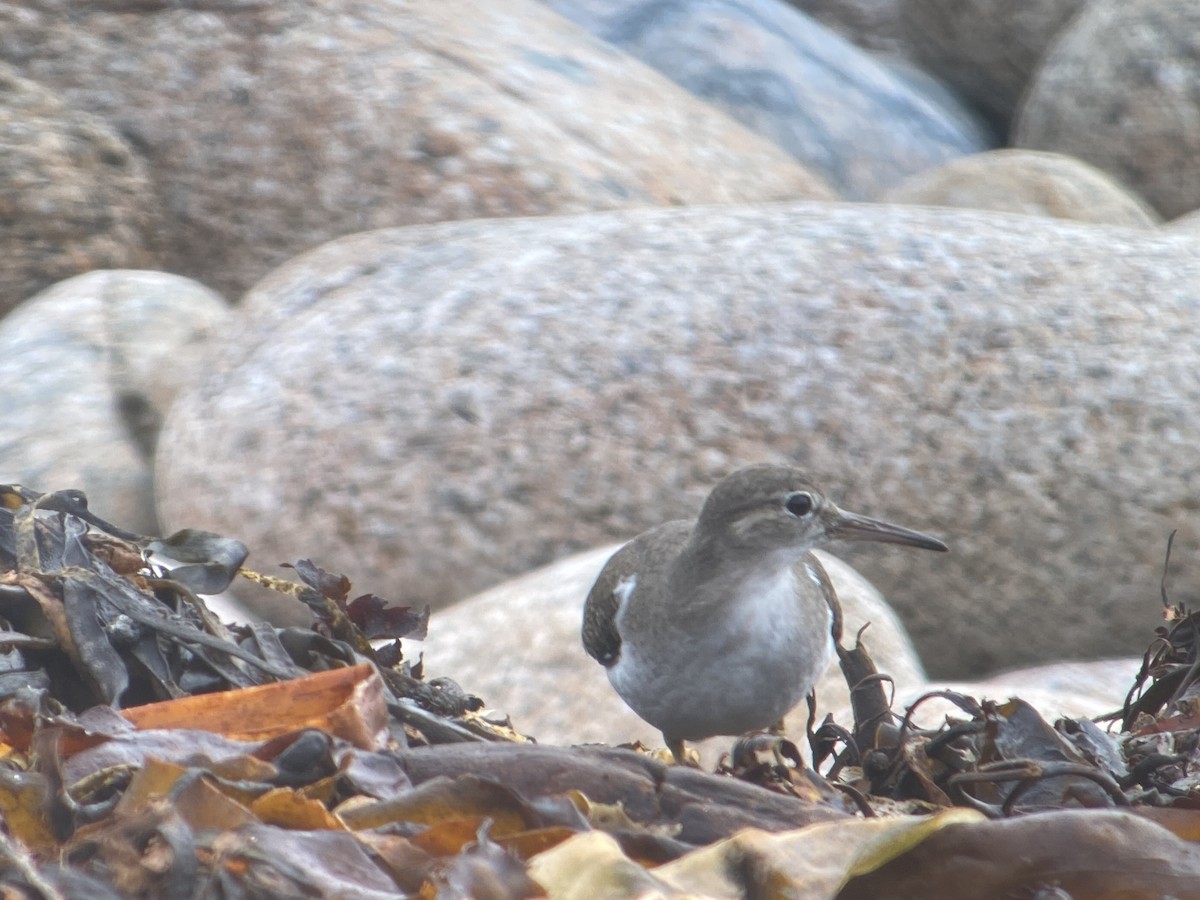 Spotted Sandpiper - ML643350953