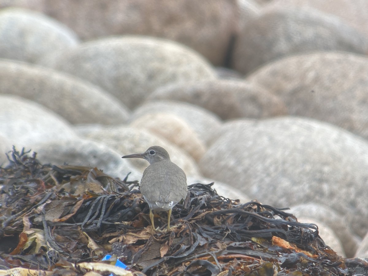 Spotted Sandpiper - ML643350954