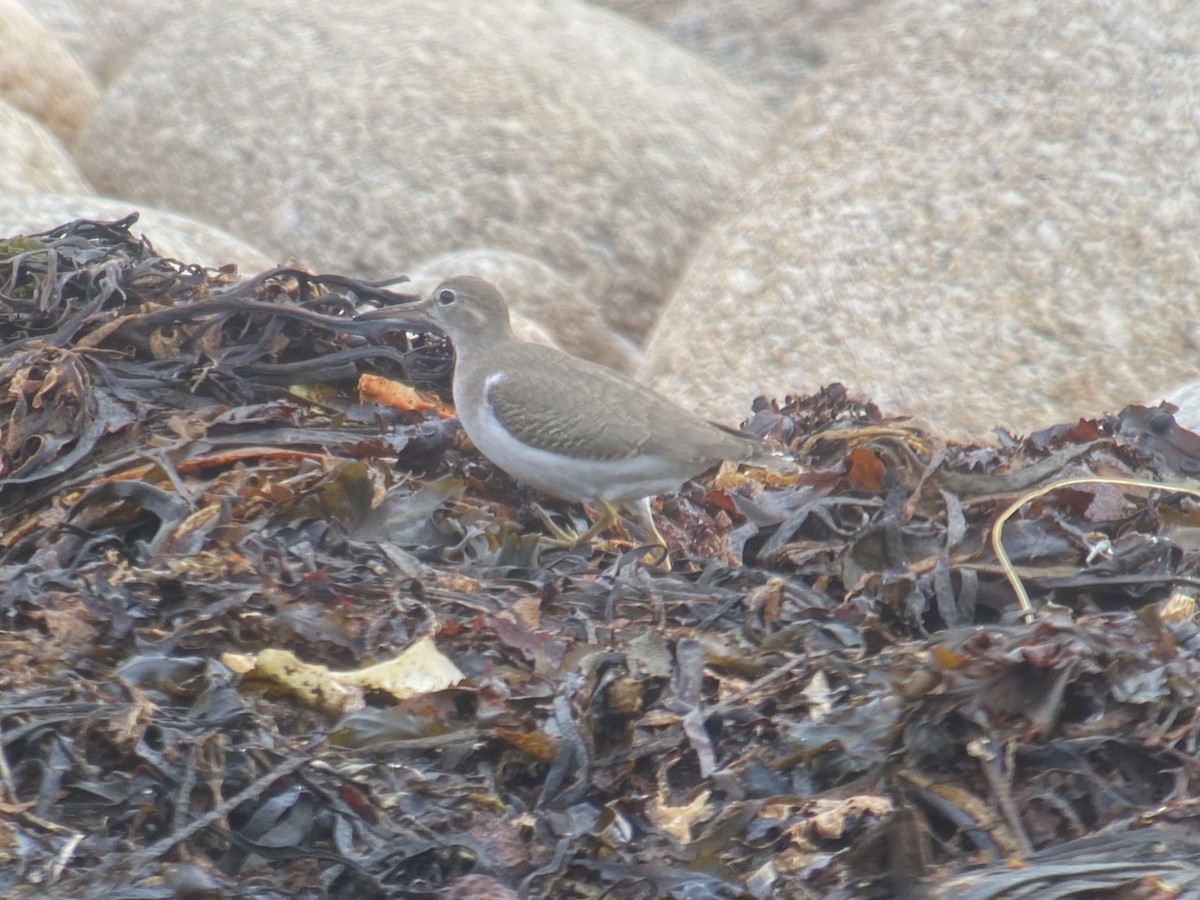 Spotted Sandpiper - ML643350955