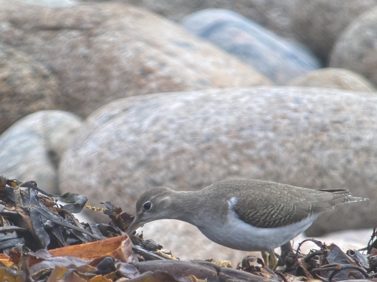 Spotted Sandpiper - ML643350956