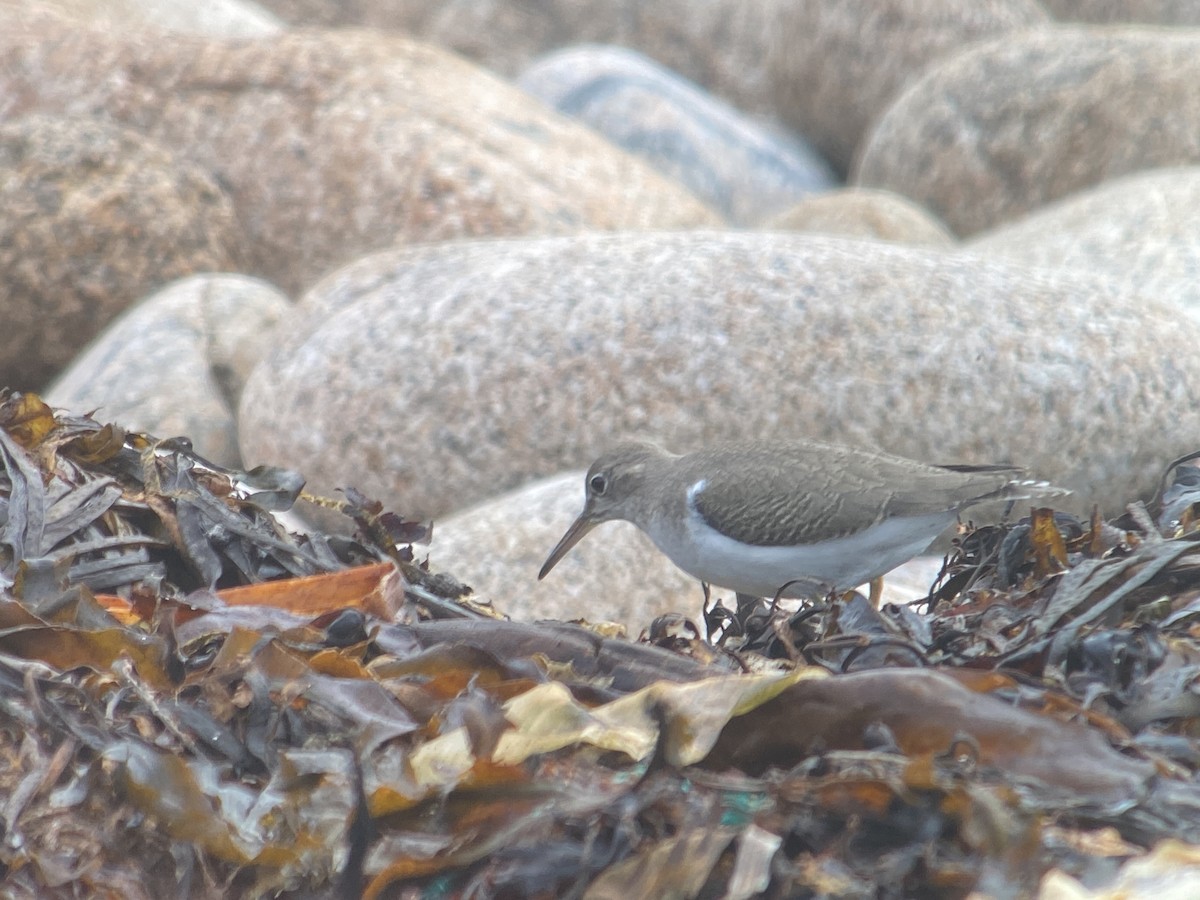 Spotted Sandpiper - ML643350957