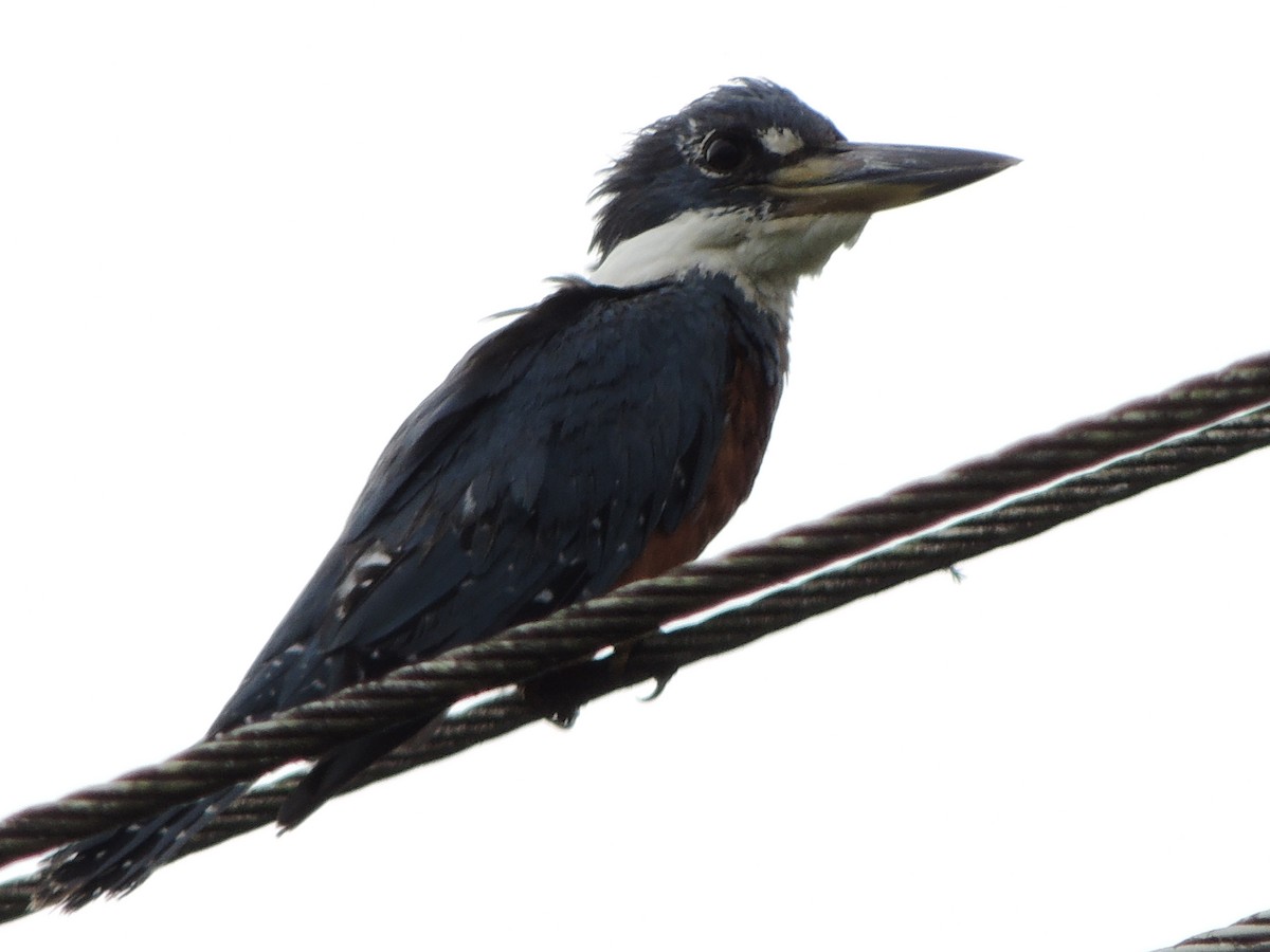 ringisfugl - ML643350959