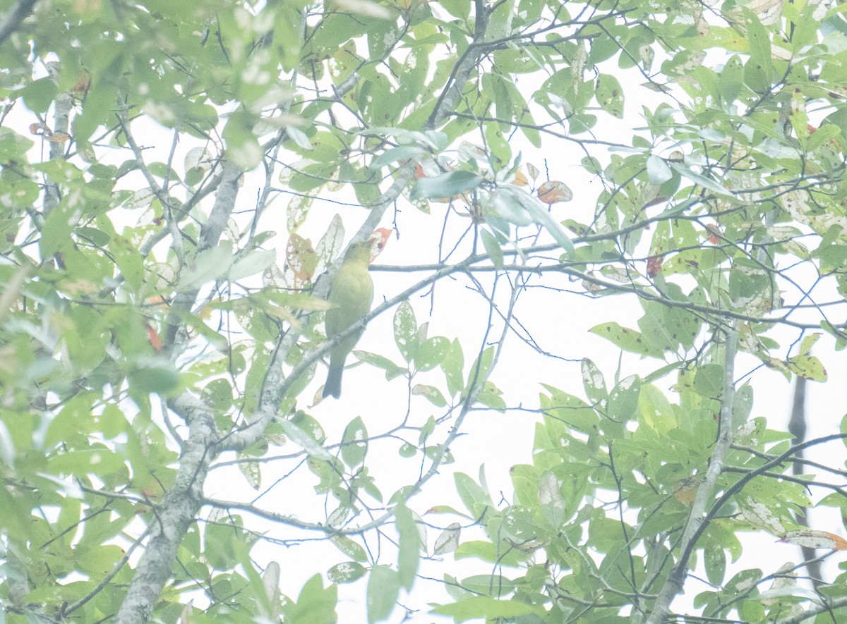 Scarlet Tanager - ML643350968