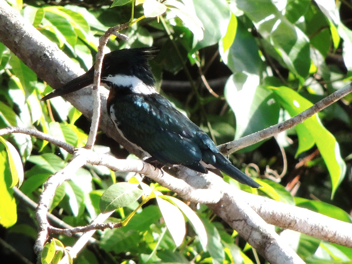 amazonisfugl - ML643350973