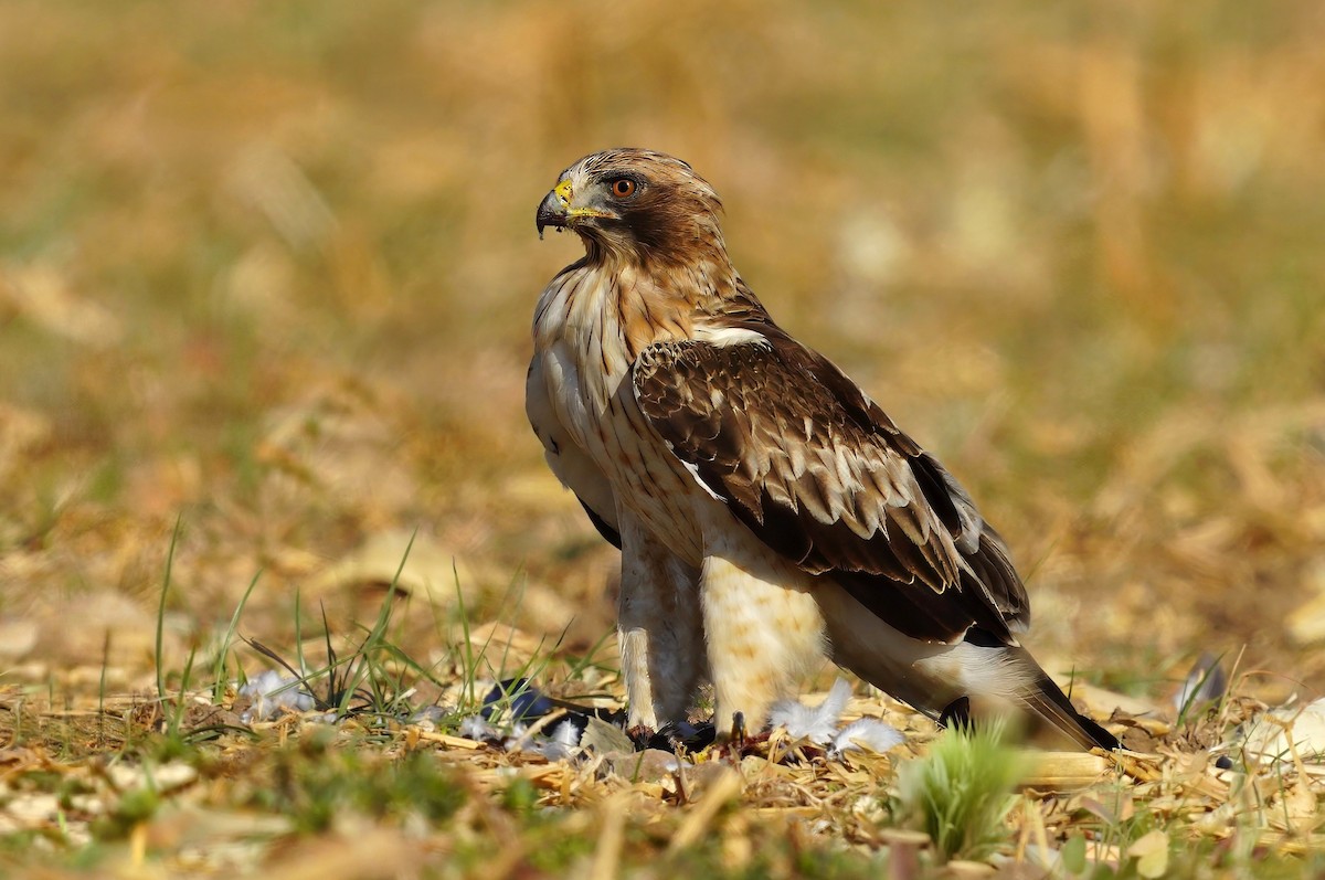 Бахим бүргэд - ML643350975