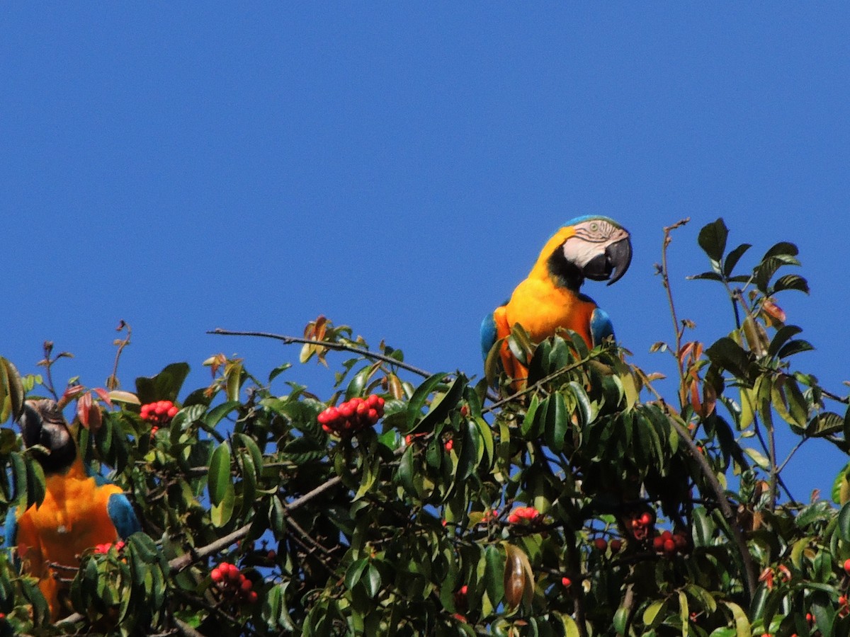 blågulara - ML643350981