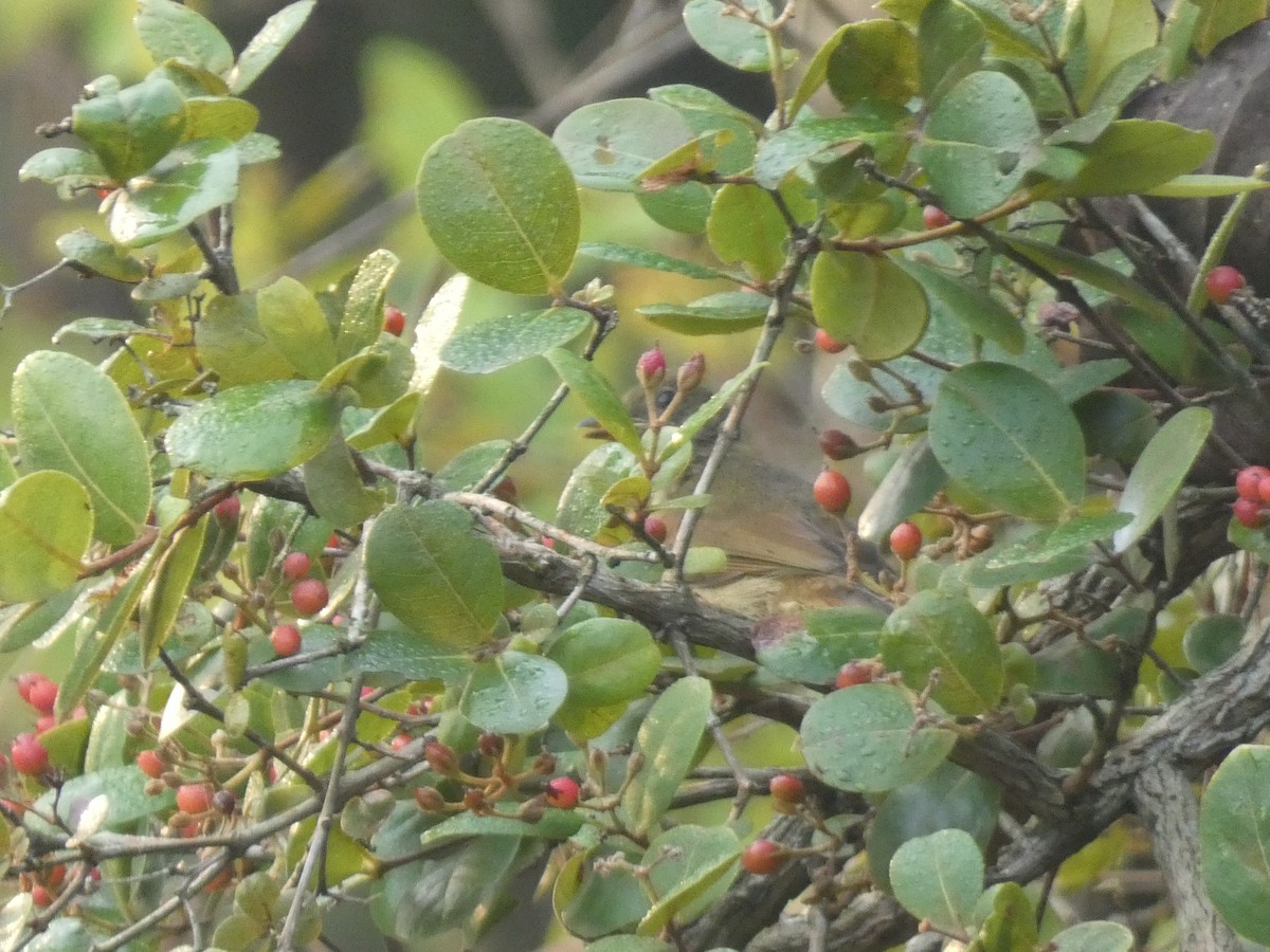 Little Greenbul - ML643351003