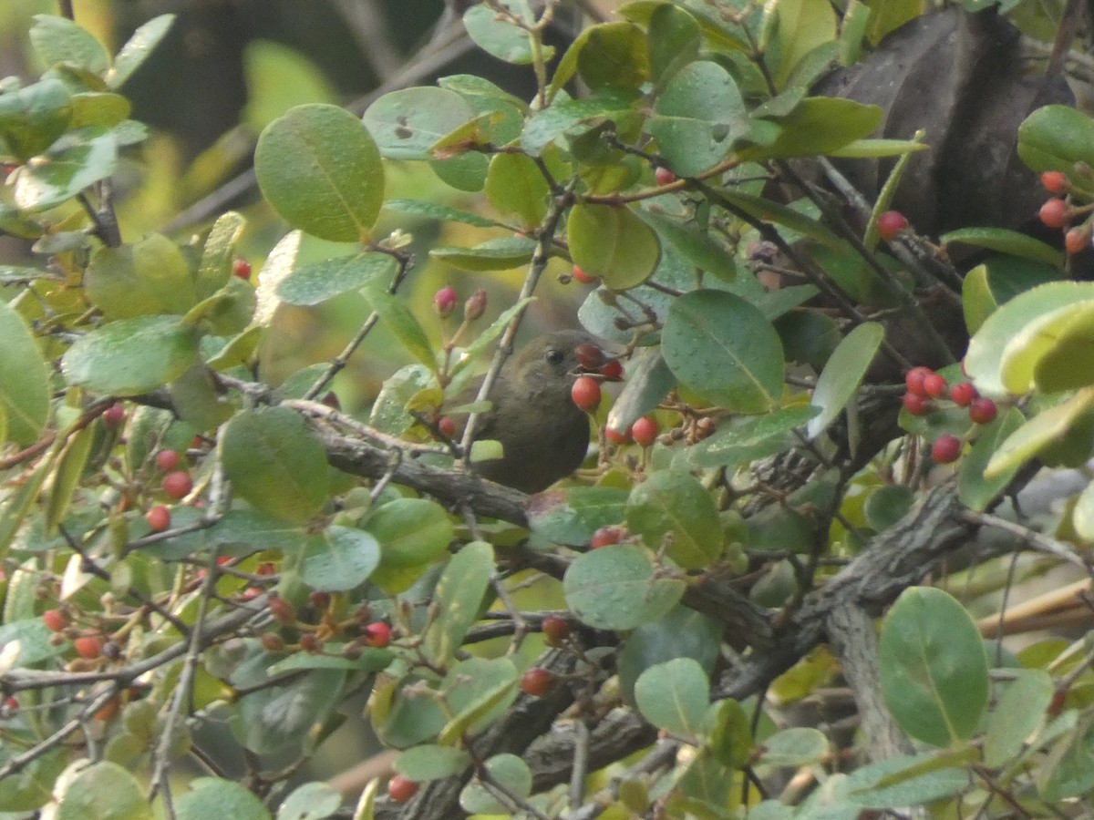 Little Greenbul - ML643351004