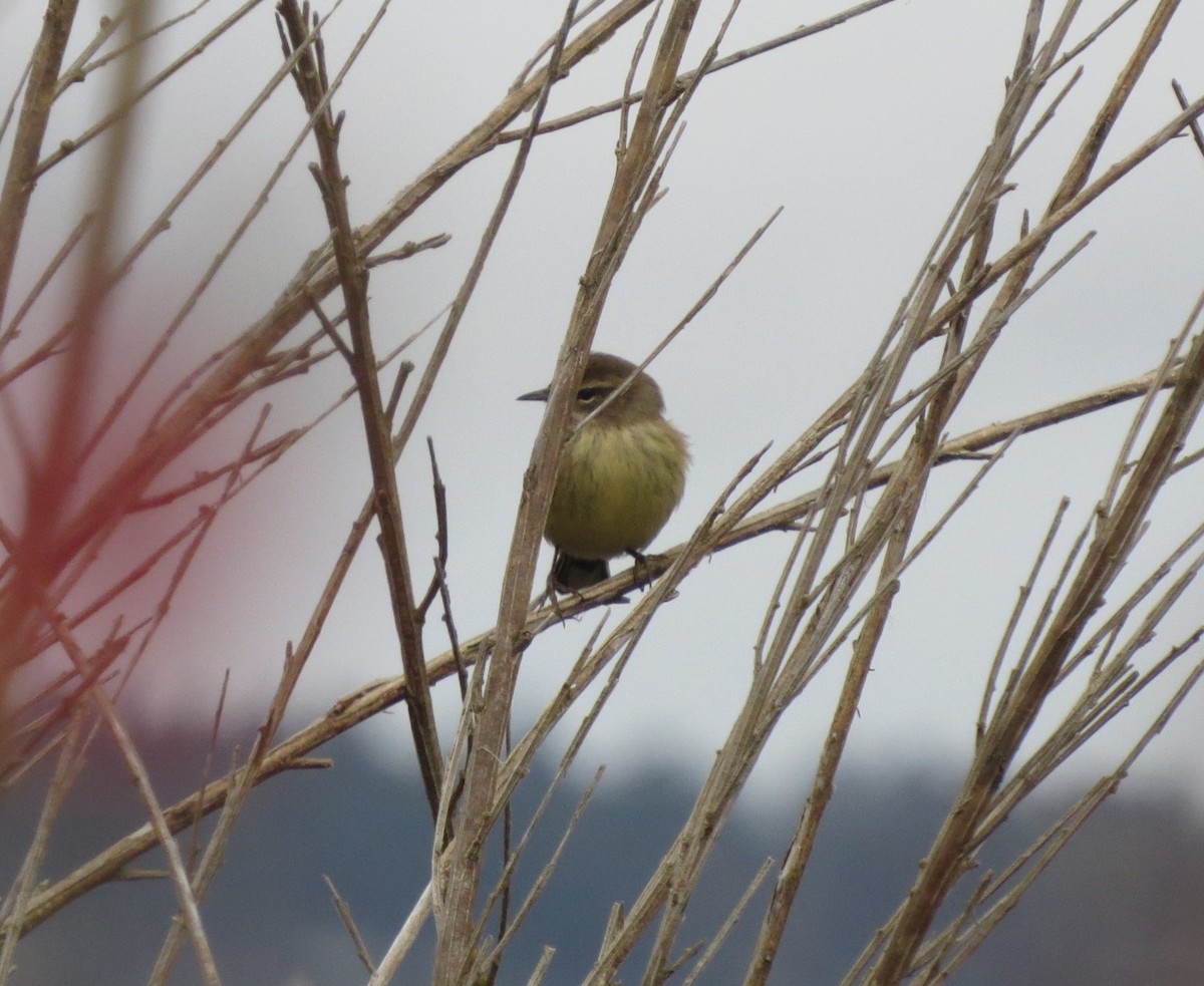 Palm Warbler - ML643351007