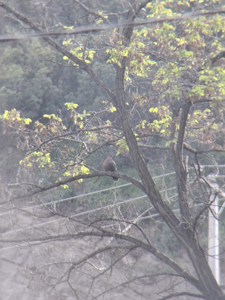 Chilean Pigeon - ML643351011