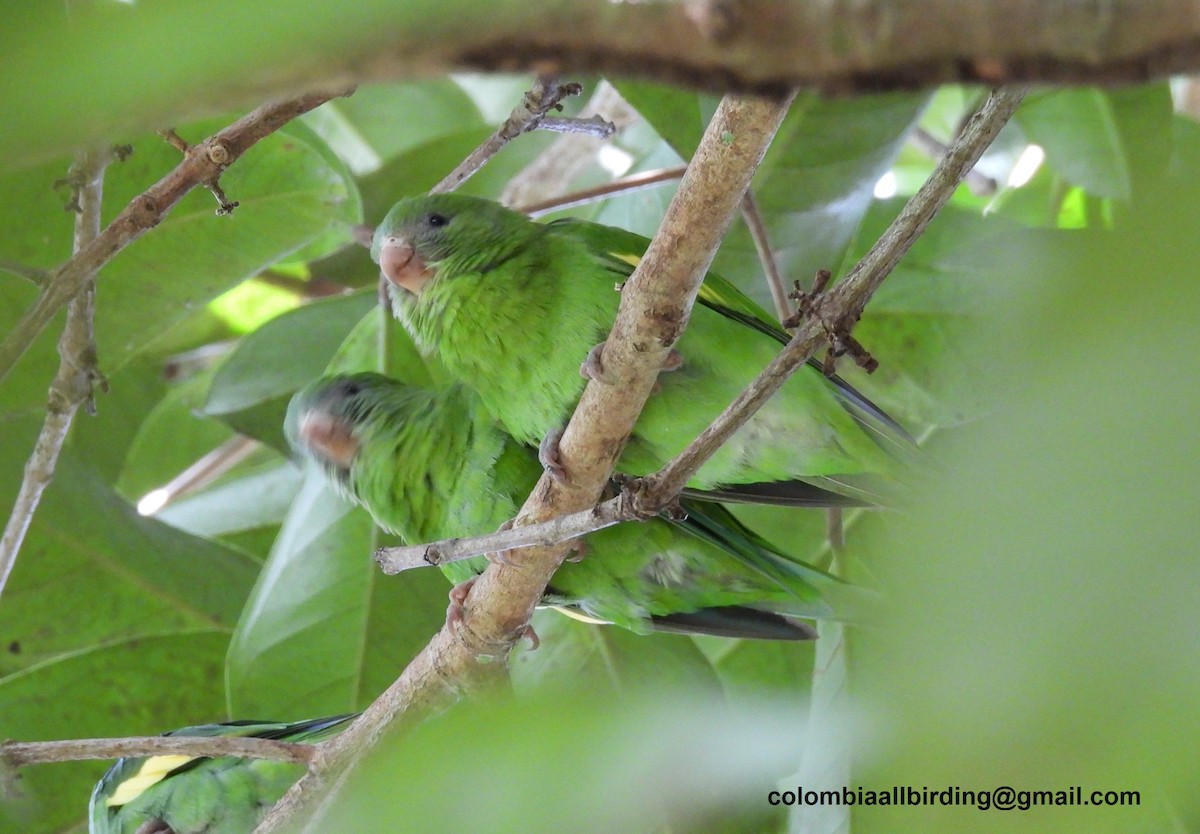 White-winged Parakeet - ML643351019