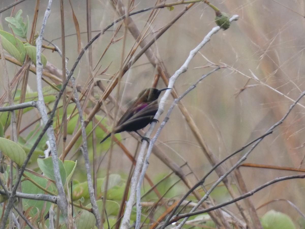 Copper Sunbird - ML643351036