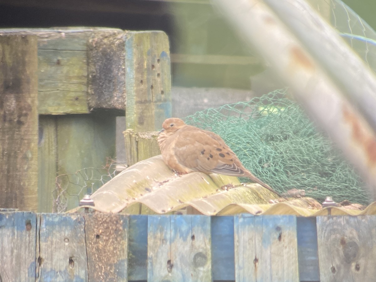 Mourning Dove - ML643351040