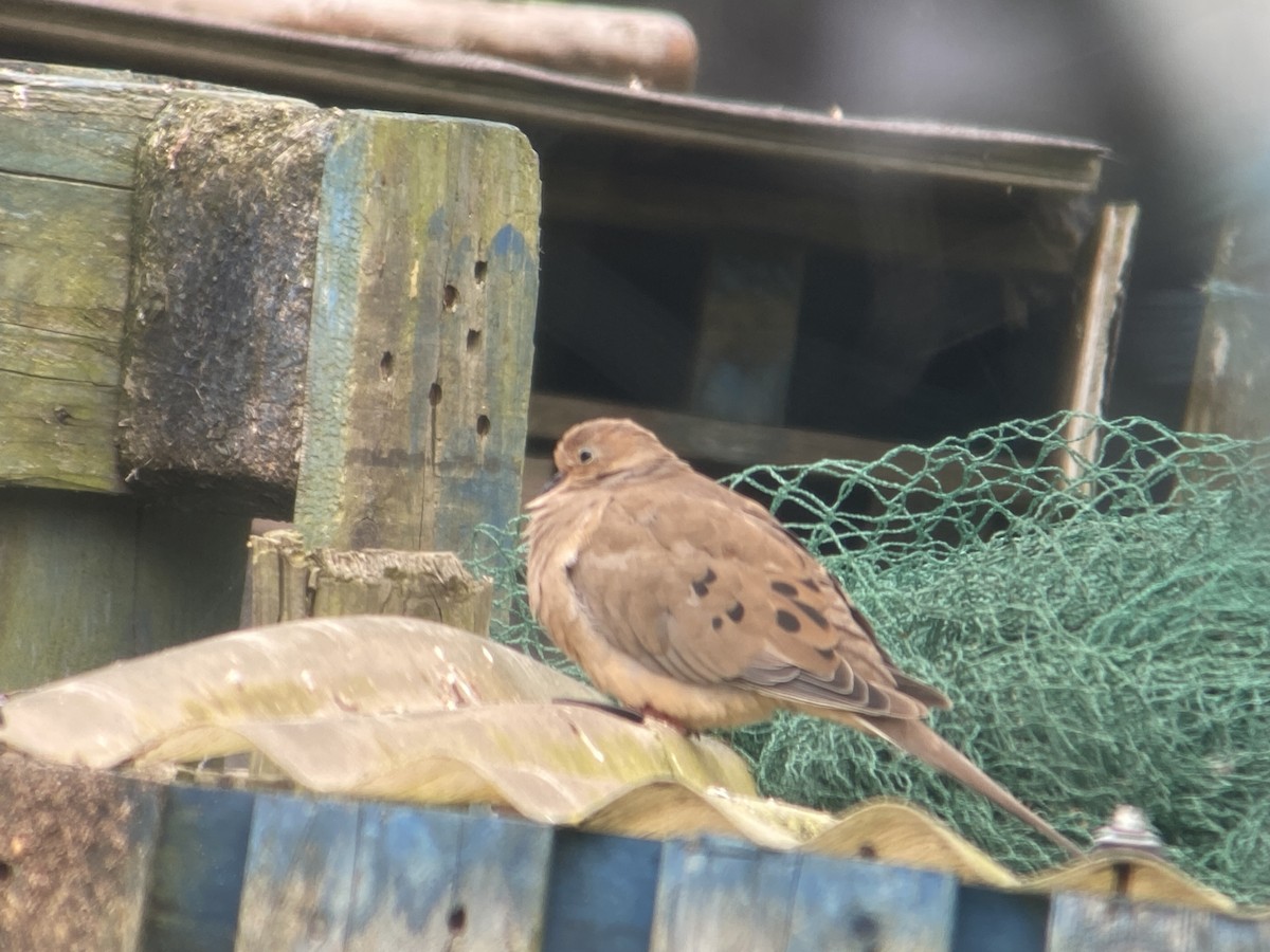 Mourning Dove - ML643351041