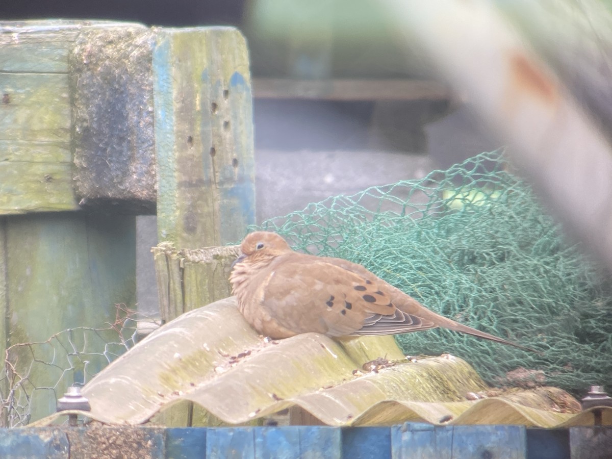 Mourning Dove - ML643351042