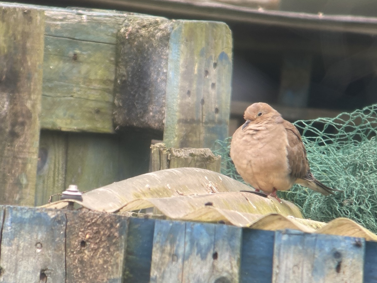Mourning Dove - ML643351043
