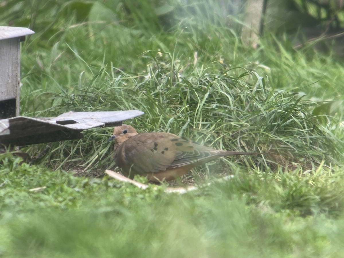 Mourning Dove - ML643351044