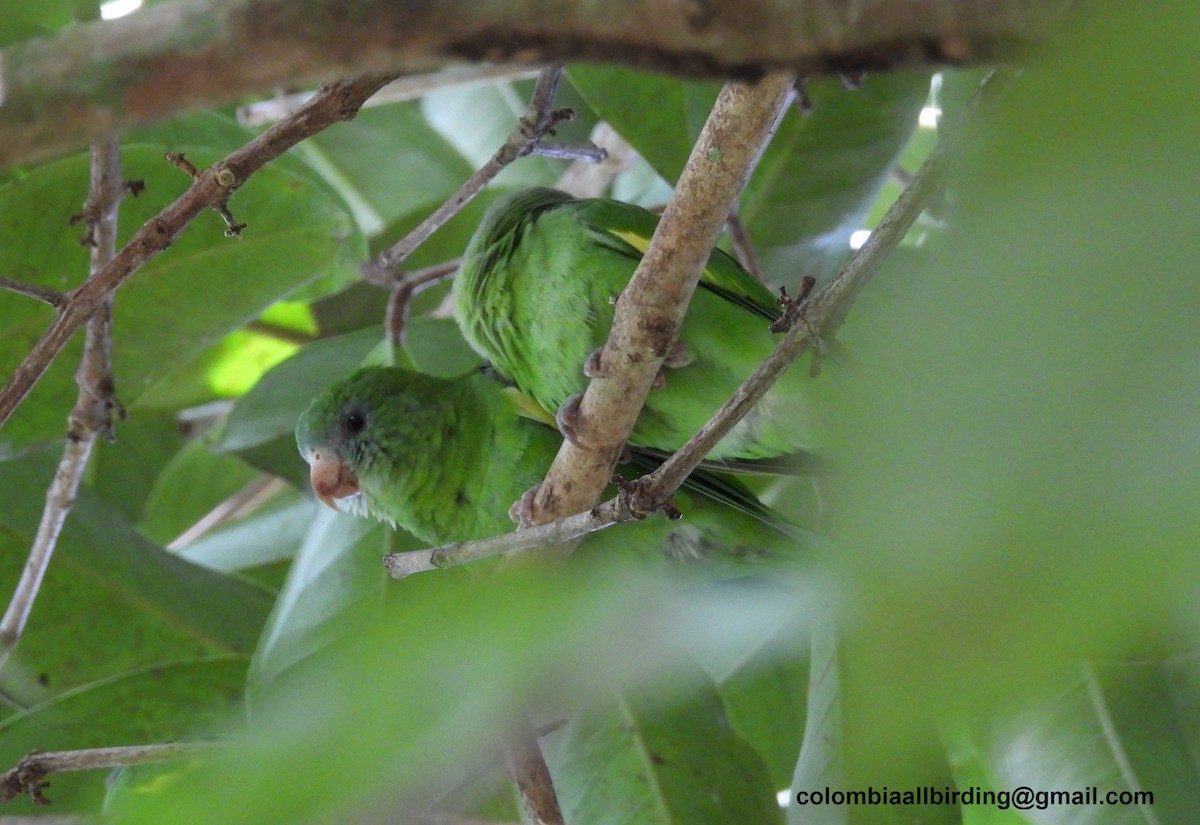 White-winged Parakeet - ML643351046