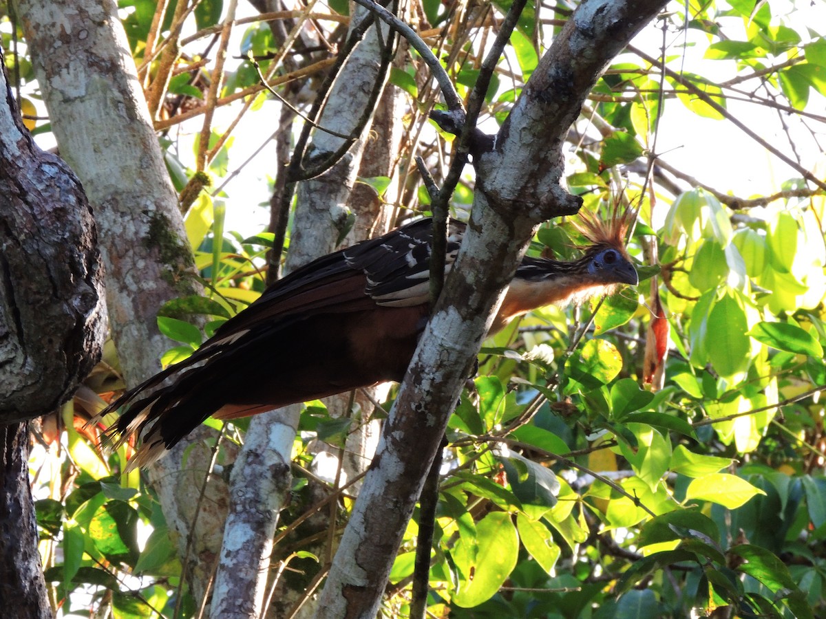 hoatzin - ML643351050