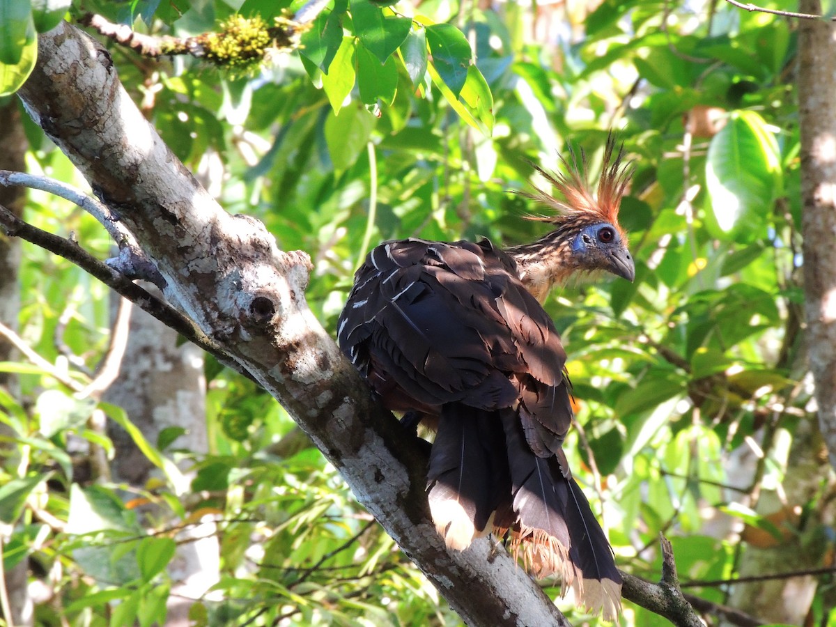 hoatzin - ML643351051