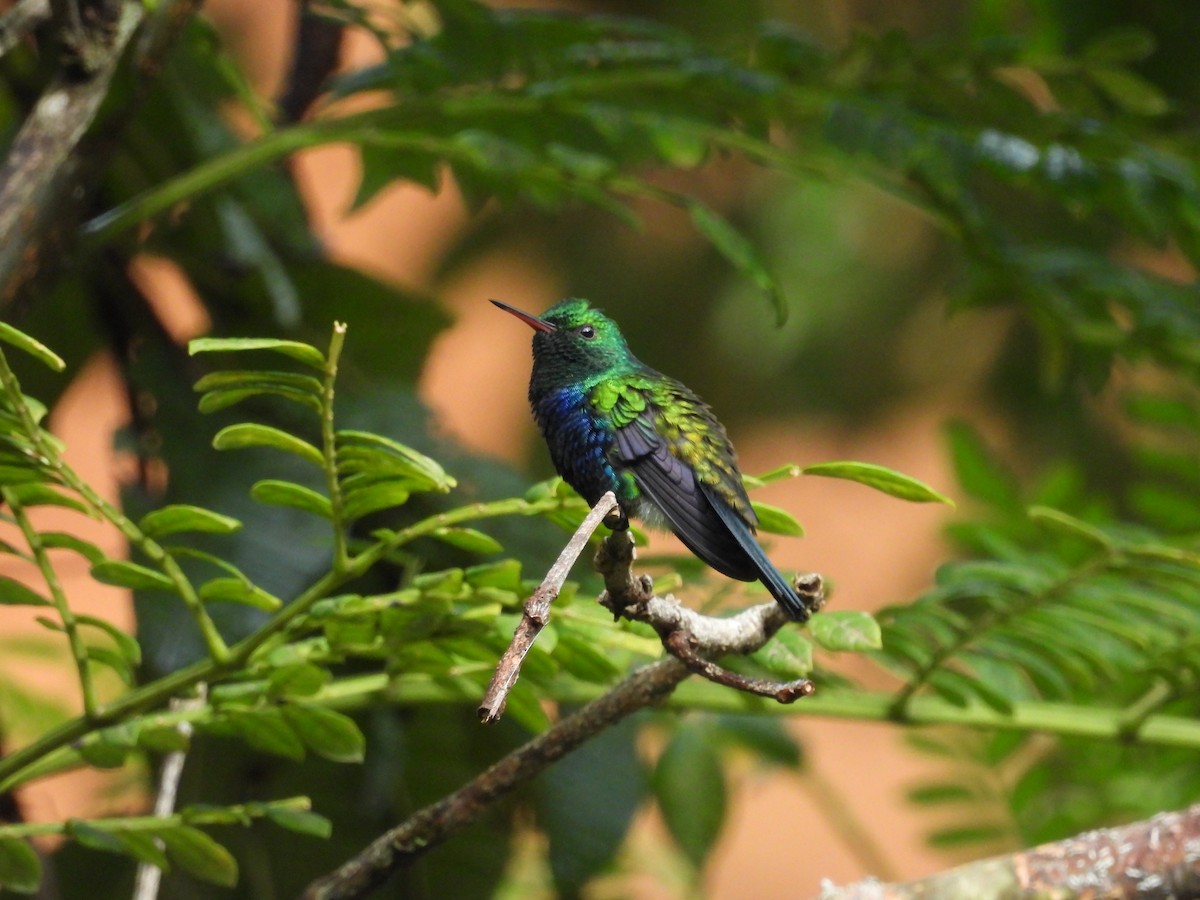 Violet-bellied Hummingbird - ML643351074
