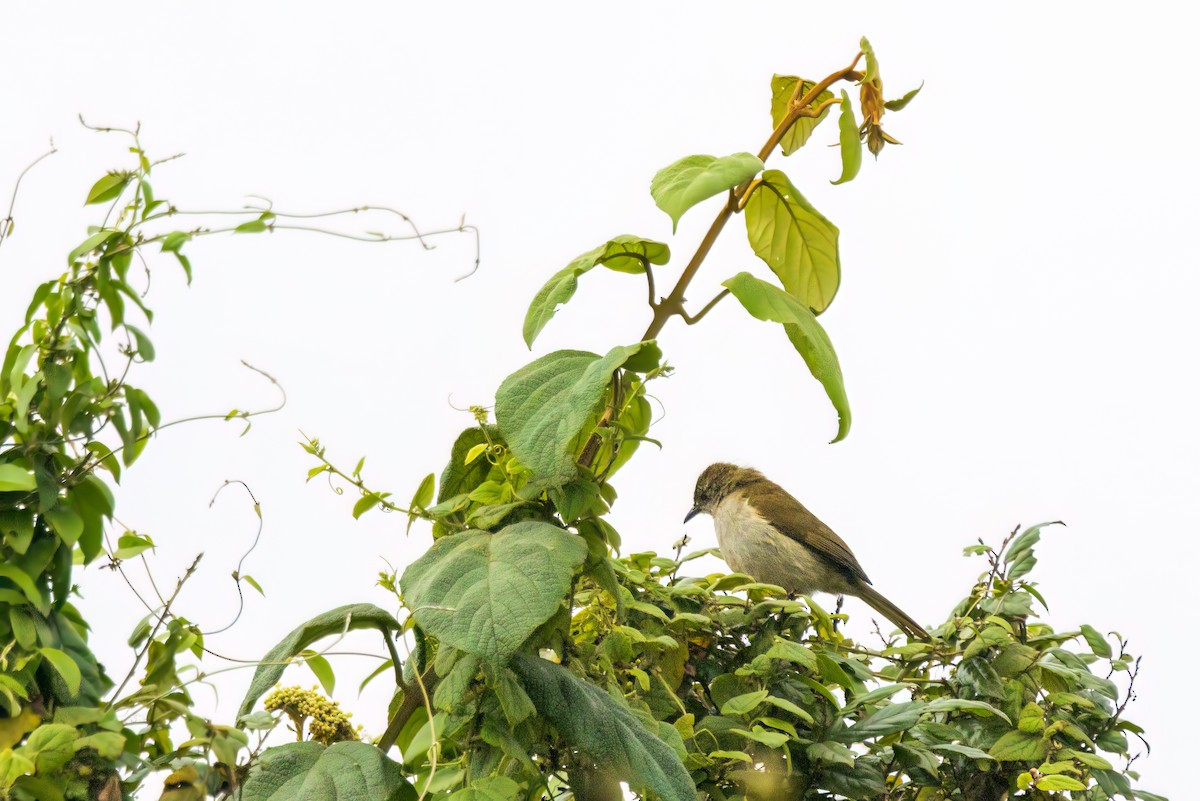 Slender-billed Greenbul - ML643351075