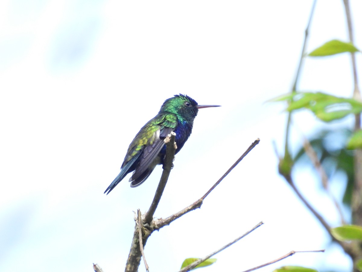 Violet-bellied Hummingbird - ML643351081