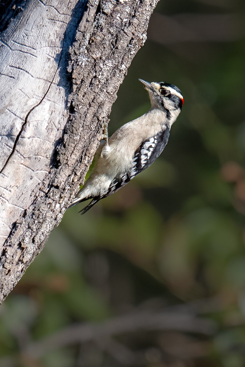 Downy Woodpecker - ML643351083