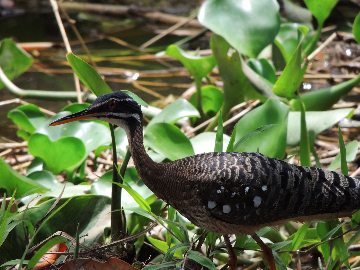 solrikse - ML643351088