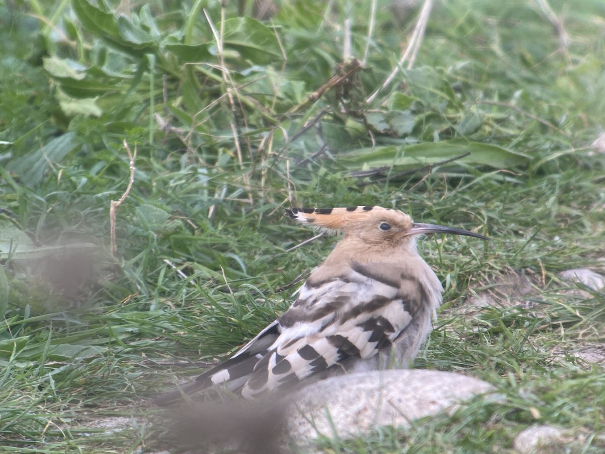 Common Hoopoe - ML643351101