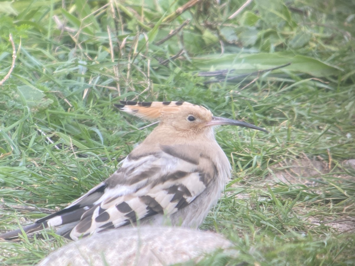 Common Hoopoe - ML643351102
