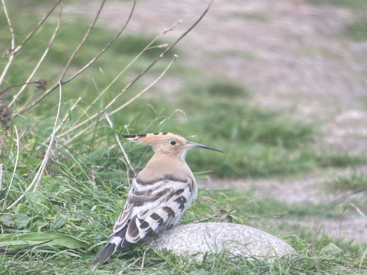 Common Hoopoe - ML643351103