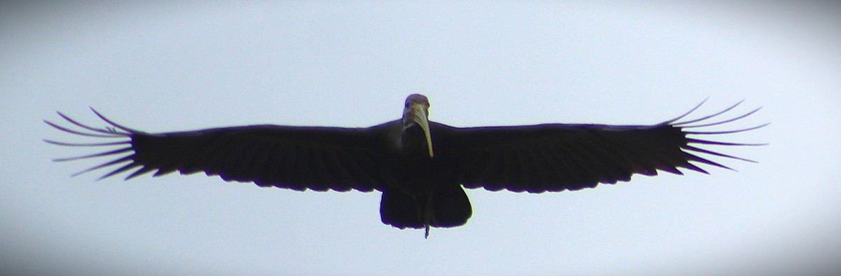 Green Ibis - ML643351106