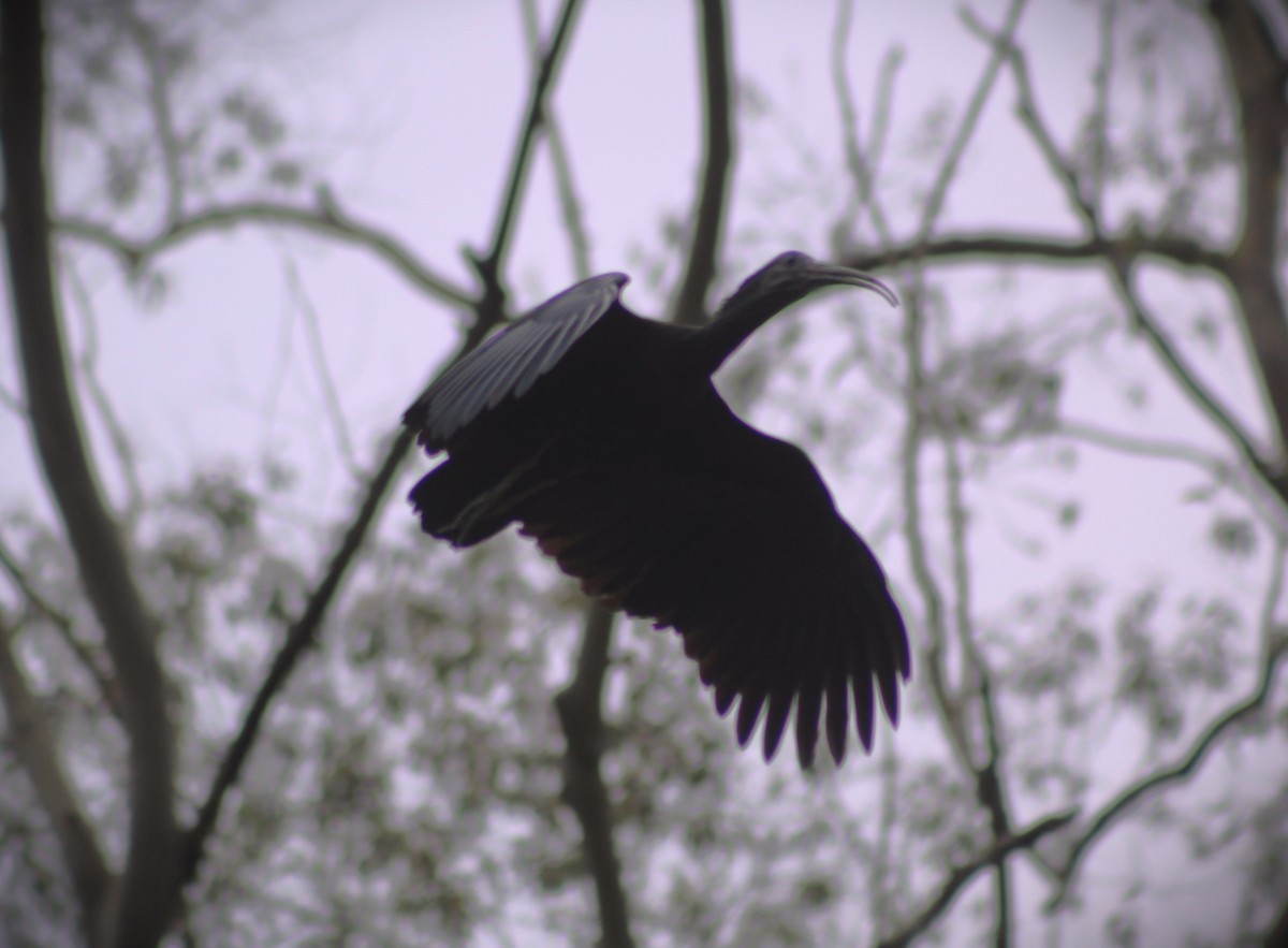 Green Ibis - ML643351107