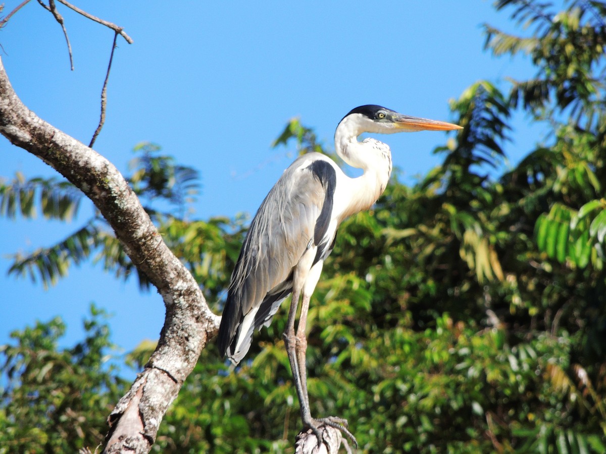 cocoihegre - ML643351117