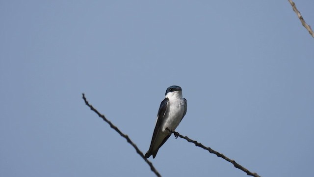 White-winged Swallow - ML643351122