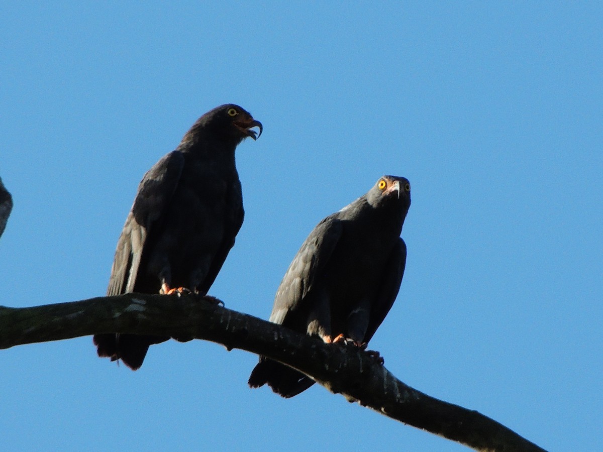 smalnebbglente - ML643351127