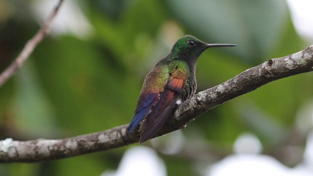 Амазилія-берил синьохвоста - ML643351130